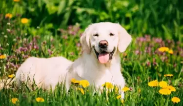 Cuan joven es tu amigo perruno.