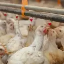 Argentina suspendió exportaciones de productos avícolas, tras un caso de gripe aviar