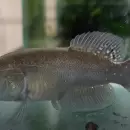 Descubren una nueva especie de pez gigante en Chaco que sobrevive sin agua y preocupa su conservaci�n