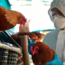 Brasil instal� barreras sanitarias para frenar un brote de gripe aviar
