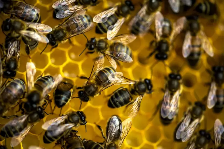 abejas