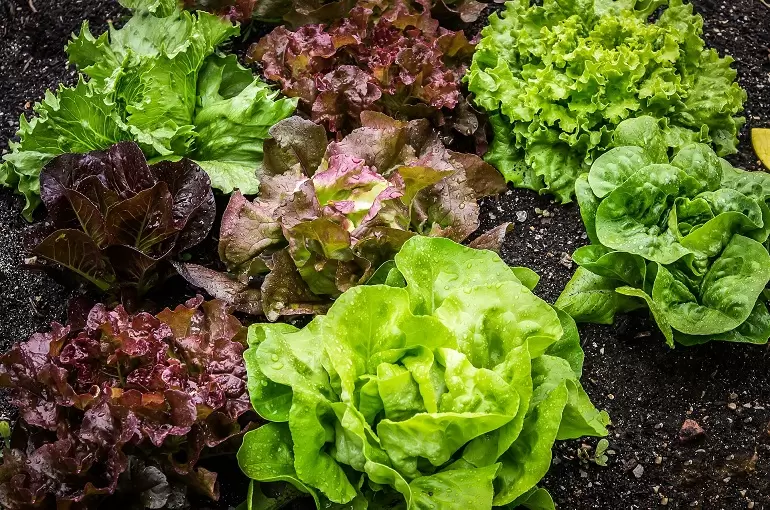 Lechuga