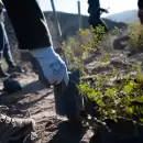 Cerro Arco: restauración y reforestación de las zonas arrasadas por el fuego