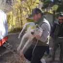 Semana del Ambiente: operativos en alta montaña para cuidar la fauna y atender a animales domésticos
