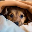 Fiestas sin riesgos: c�mo proteger a las mascotas del ruido y las altas temperaturas