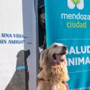 Capital reforzó en marzo la salud animal, con operativos gratuitos en dos puntos clave