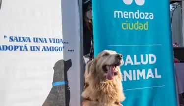 salud animal