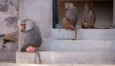 monos papiones