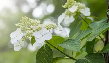 hortensia trepadora