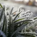 Heladas tard�as: temperaturas bajo cero afectar�n al Valle de Uco