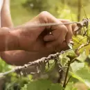 Ante la crisis del vino, Maip� promueve la producci�n de aceto bals�mico
