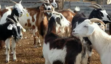 Taller t�cnico sobre manejo de cabras y ovejas llega a San Carlos