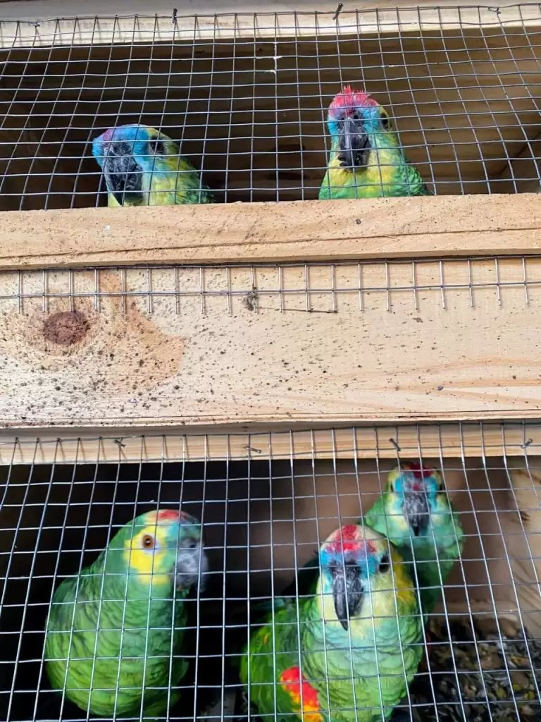 Loros habladores rescatados
