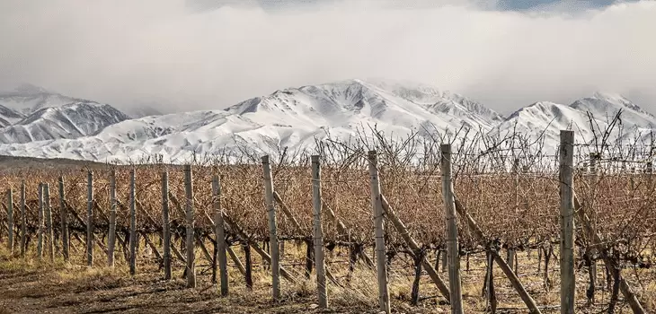 Vino mendocino Gualtallary