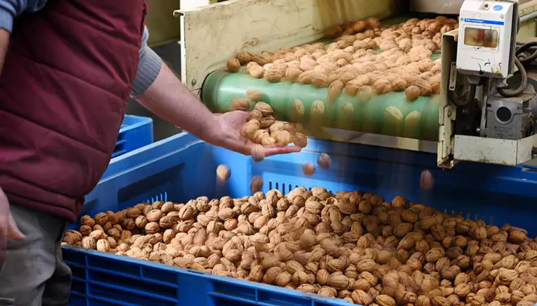 nueces frutos secos exportaciones industria