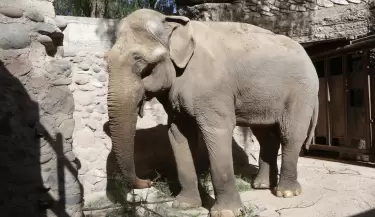 elefante tamy