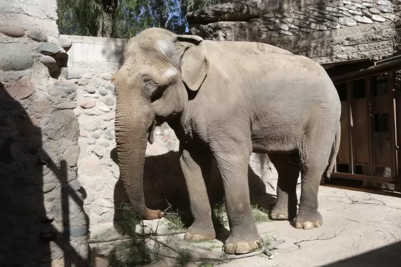 elefante tamy