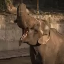 Tristeza en el Ecoparque: muri� Tamy, el �nico elefante macho que quedaba en Mendoza