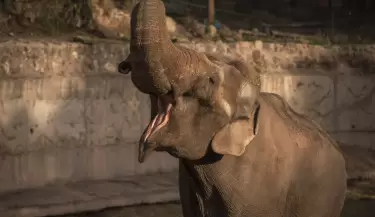 elefante tamy