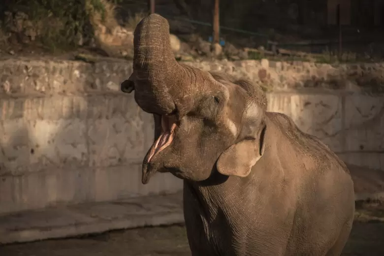 elefante tamy