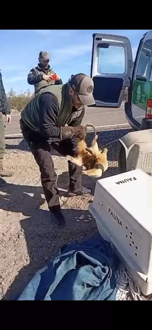Oso hormiguero