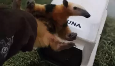 oso melero