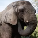 Kenya llegó al Santuario de Elefantes en Brasil y empieza su vida en libertad