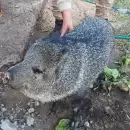 Rescatan un pecar� y un zorzal negro en cautiverio en Las Heras: especies silvestres protegidas