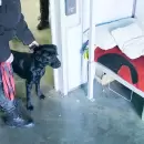 M�todo innovador: Mendoza incorpor� perros para detectar celulares en las c�rceles