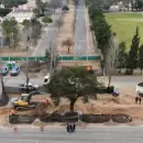 (Video) Vecinos se oponen al traslado de un quebracho histórico en Córdoba