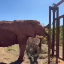 Kenya se adapta al santuario brasileño y ya conoció a Pupi, su nueva compañera