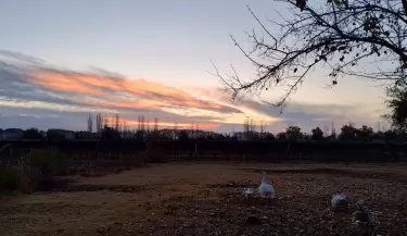 campo