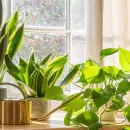 Adiós a los pesticidas: consejos clave para cuidar tus plantas en invierno