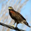 Recomendaciones clave ante el aumento de gavilanes mixtos en áreas urbanas de Mendoza