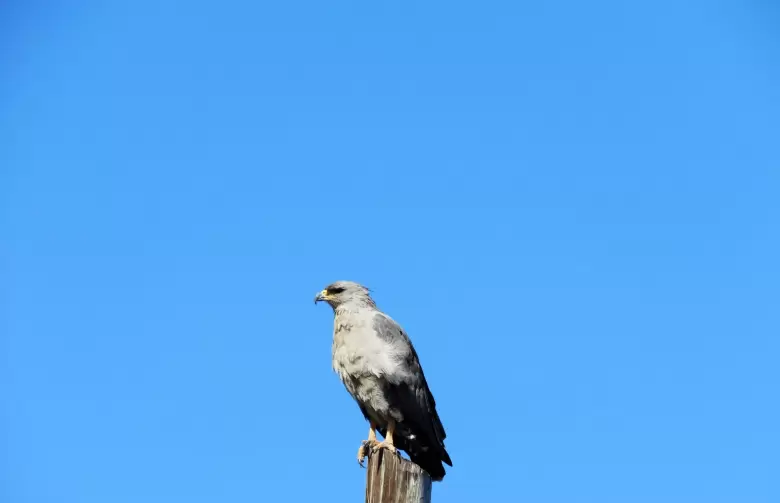 Avistaje de un ejemplar de �guila coronada
