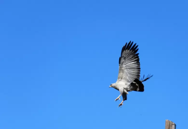 Avistaje de un ejemplar de �guila coronada