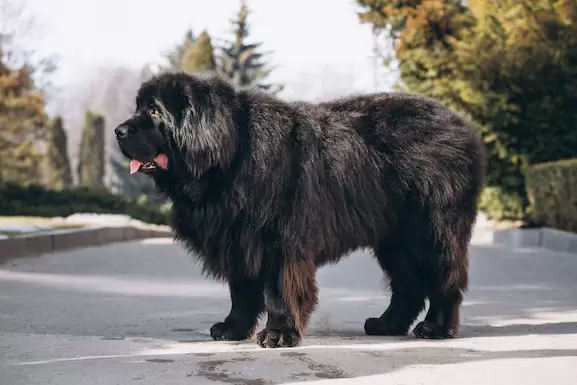 Perro