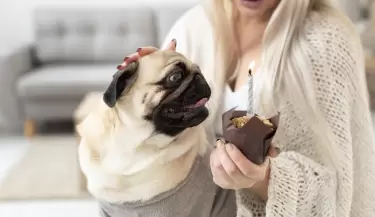 Perro
