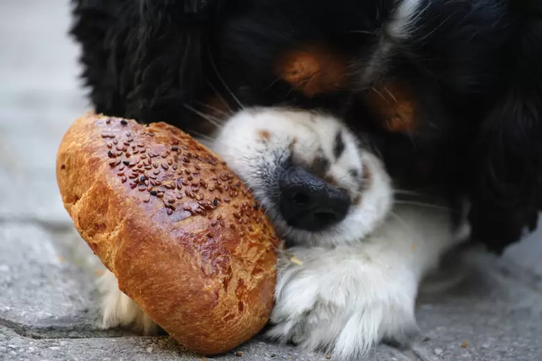 Perro