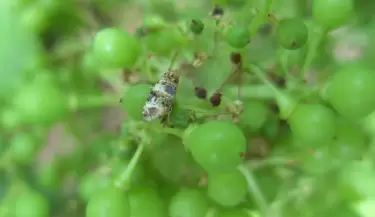 Lobesia botrana