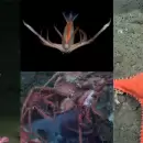 El rating se lo llev� el mar: el vivo del CONICET midi� m�s que la entrevista de Milei con Fantino