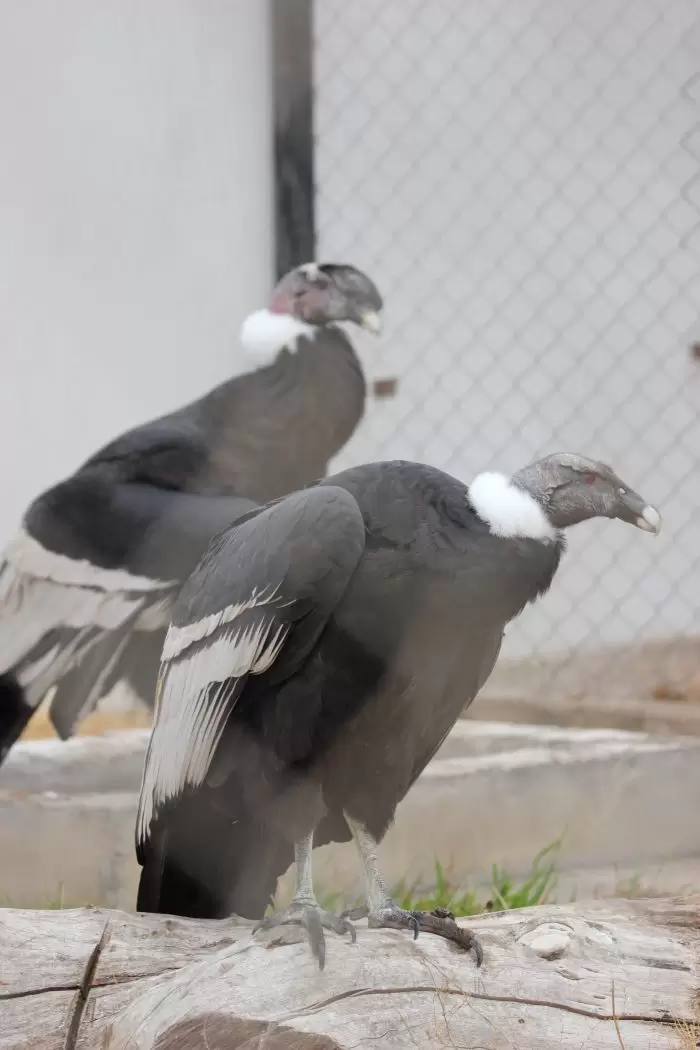 Condor