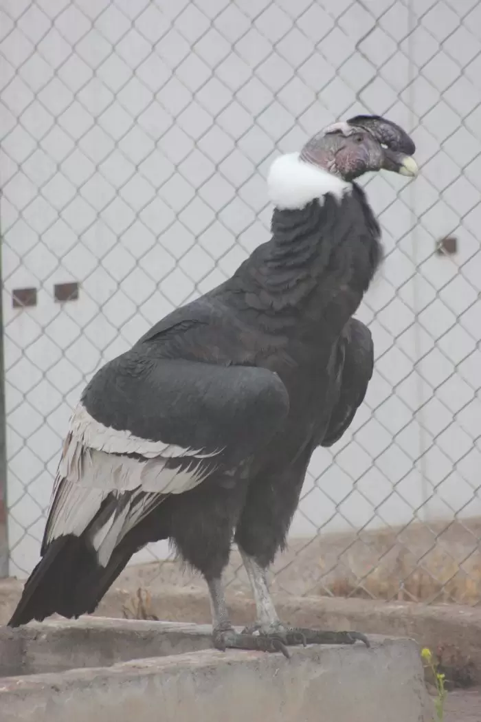 Condor
