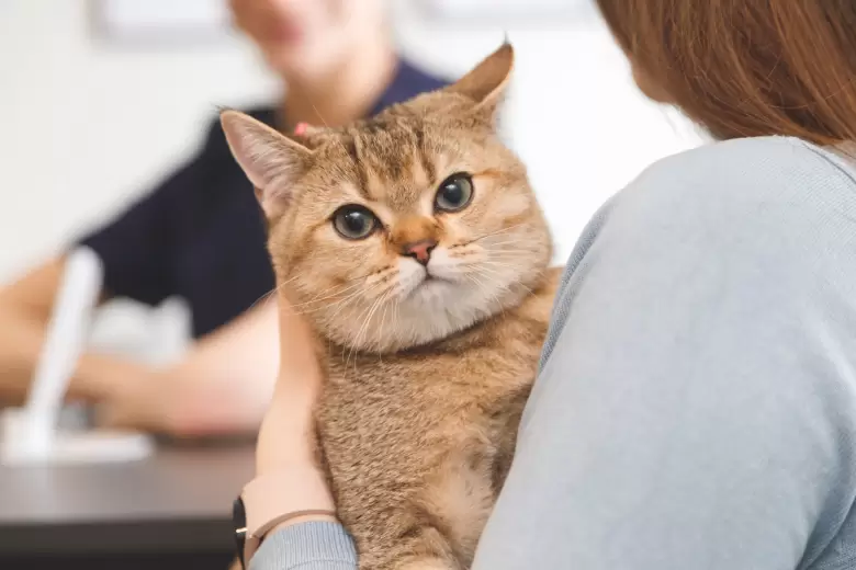 GATO