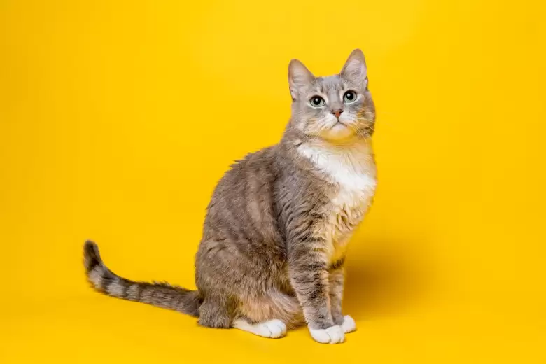 GATO