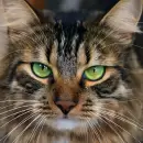 Cu�l es el origen de la palabra �gato�: una historia que se remonta a miles de a�os