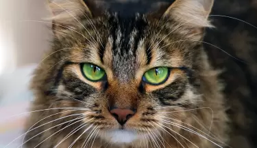 GATO