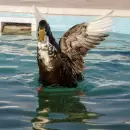 El pato Juan ya disfruta de su hogar en Maipú, lejos del ruido del microcentro mendocino