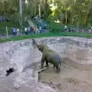 Mendoza avanza para eliminar una vieja ley que habilitaba intercambios de animales exóticos