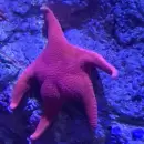 Un nuevo stream del Conicet explora otra vez los cañones submarinos de la Patagonia